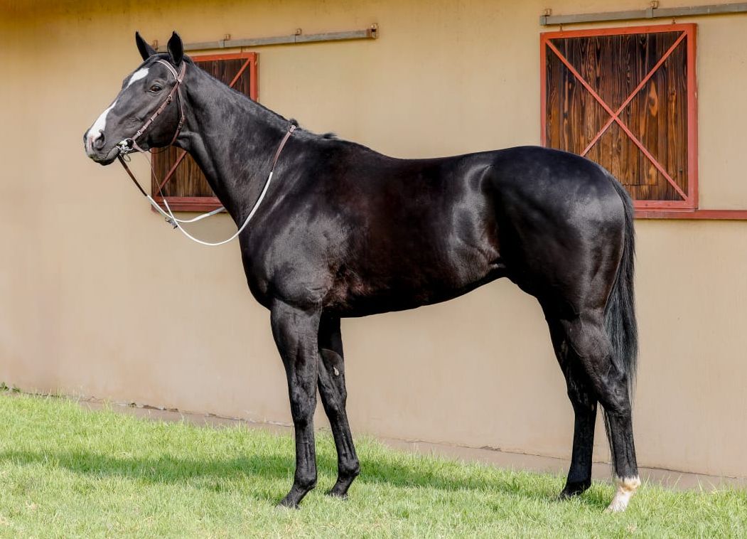 Grade 1 Star Lucky Lad Retires To Stud At Hopes And Dreams